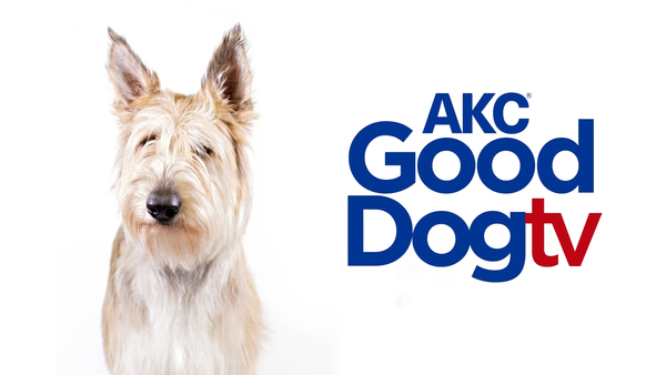 AKC Good Dog TV