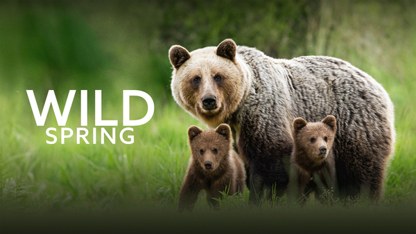 Wild Spring