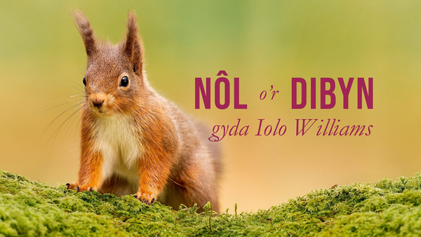 Nol o'r Dibyn gyda Iolo Williams