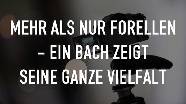 Mehr als nur Forellen - Ein Bach zeigt seine ganze Vielfalt