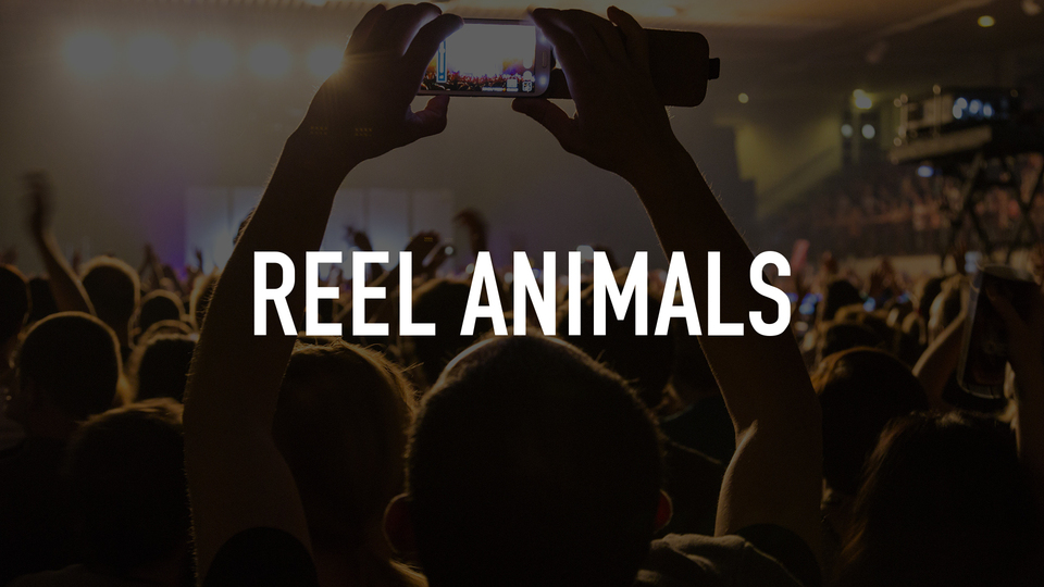 Reel Animals