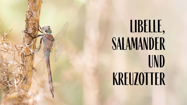 Libelle, Salamander und Kreuzotter: Leben im Feuchtgebiet