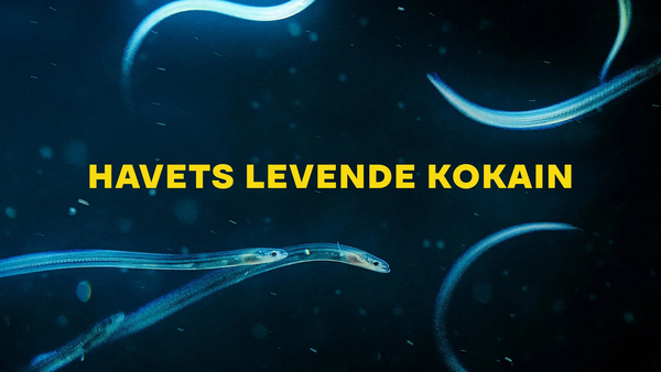 Havets levende kokain