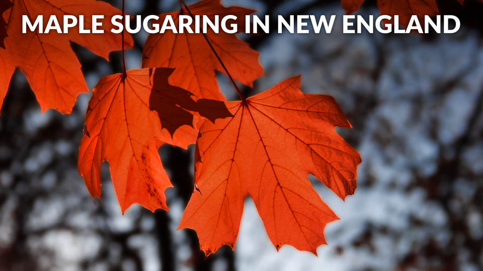Maple Sugaring in New England