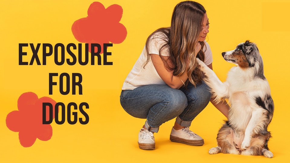 Live: Exposure for Dogs