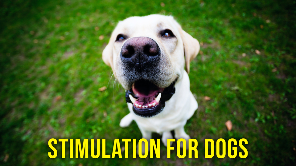 Live: Stimulation for Dogs
