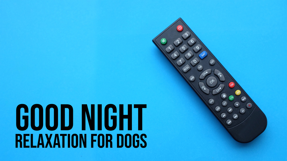 Live: Good Night: Relaxation for Dogs