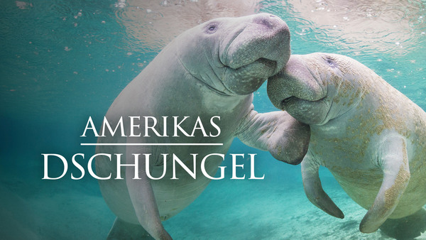 Amerikas Dschungel