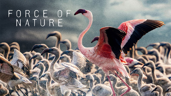 Force of Nature