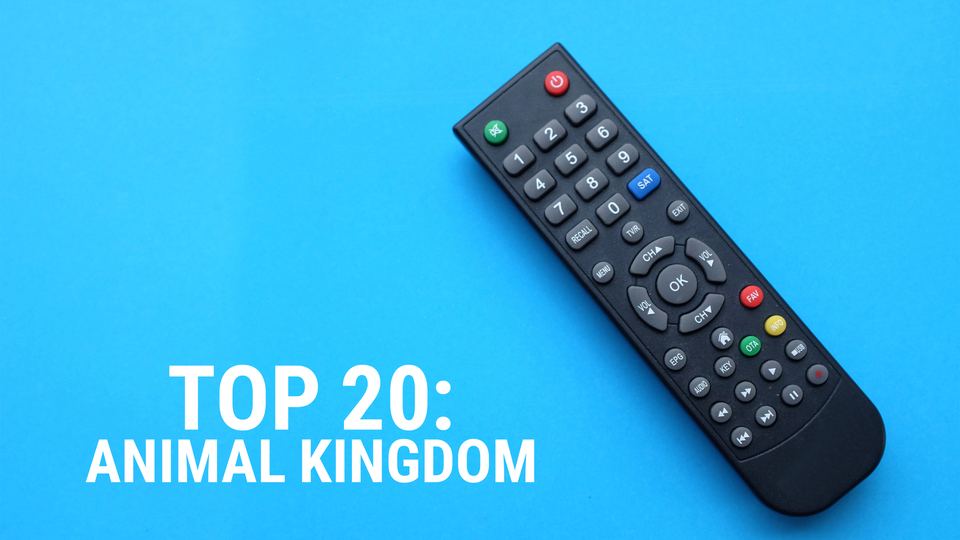 Top 20: Animal Kingdom