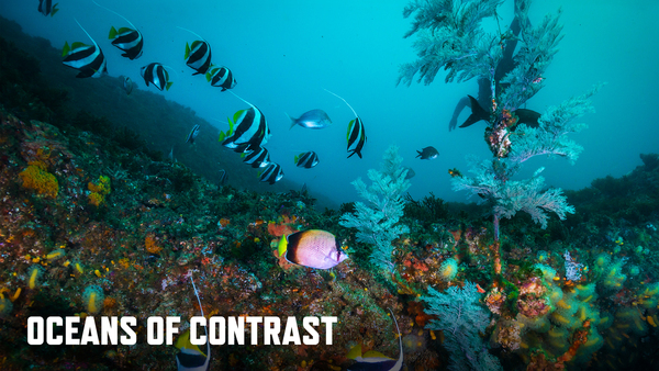 Oceans Of Contrast