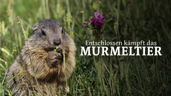 Entschlossen kämpft das Murmeltier