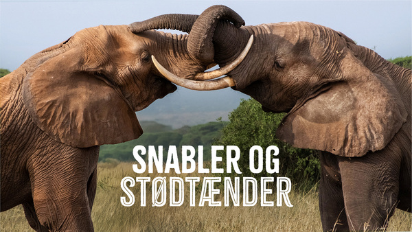 Snabler og stødtænder