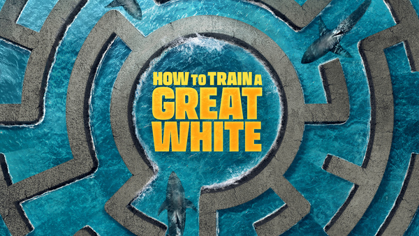 How to Train a Great White