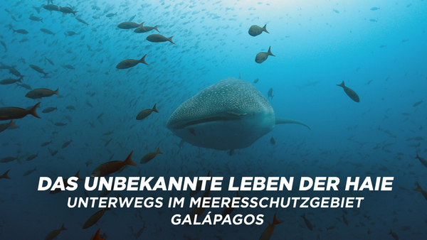 Das unbekannte Leben der Haie - Unterwegs im Meeresschutzgebiet Galápagos
