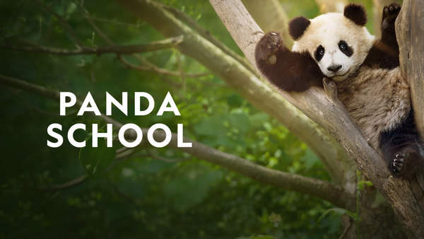 Panda School