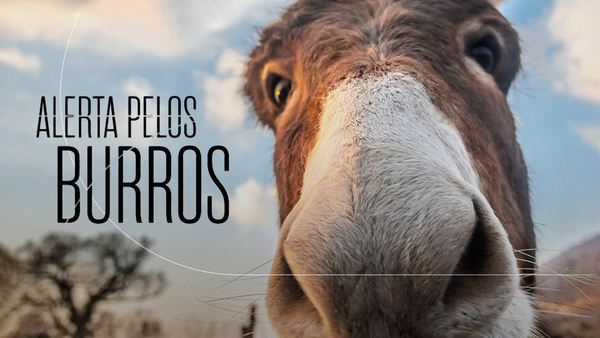 Alerta pelos Burros