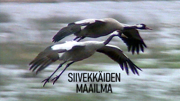 Siivekkäiden maailma