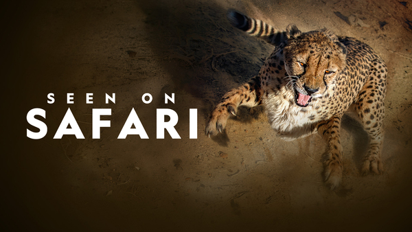 Seen on Safari