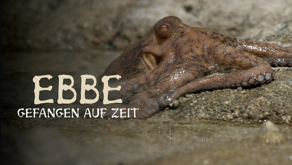 Ebbe: Gefangen auf Zeit