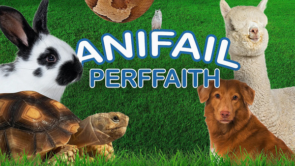 Anifail Perffaith