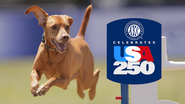 Best in Dog Sports: AKC Celebrates USA 250