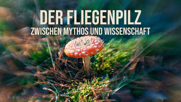 Der Fliegenpilz - Zwischen Mythos und Wissenschaft