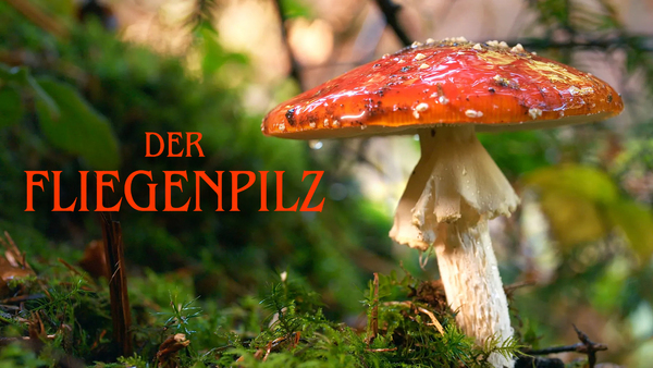 Der Fliegenpilz - Zwischen Mythos und Wissenschaft
