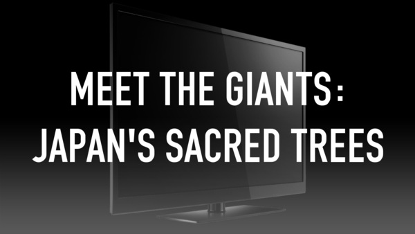 Meet the Giants: Japan's Sacred Trees