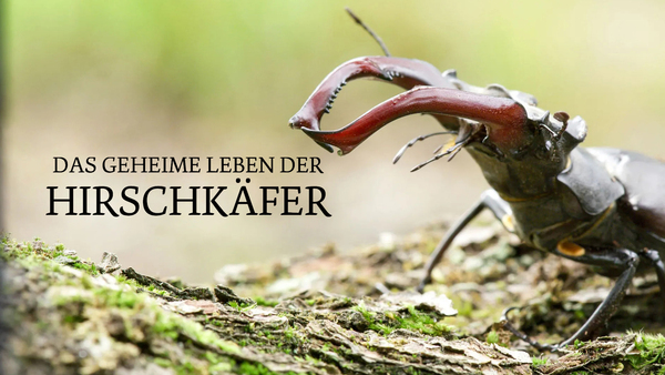 Das geheime Leben der Hirschkäfer