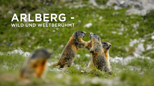Arlberg - Wild und Weltberühmt