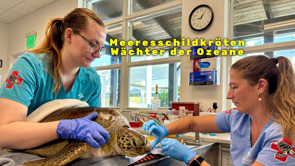 Meeresschildkröten - Wächter der Ozeane