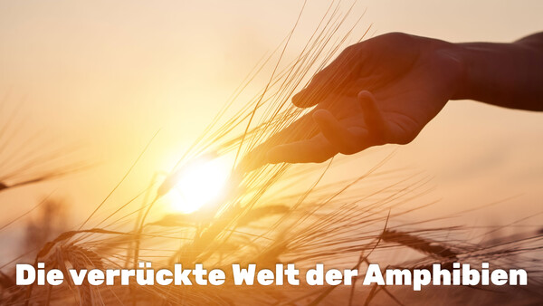 Die verrückte Welt der Amphibien