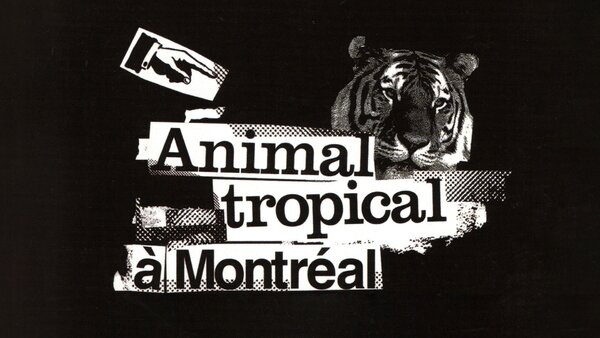 Un animal tropical à Montréal
