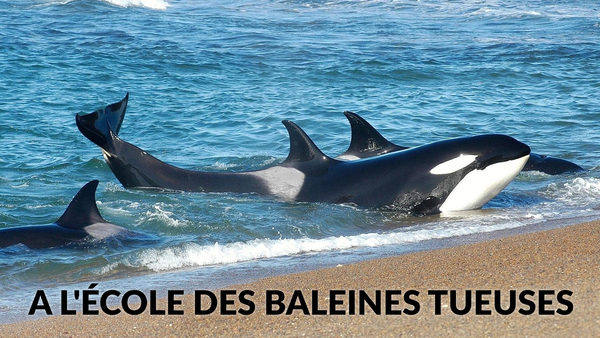 A l'école des baleines tueuses