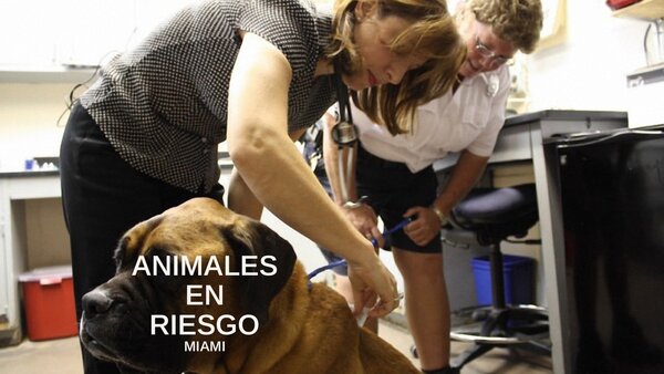 Animales en riesgo: Miami