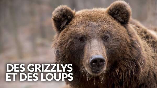 Des grizzlys et des loups