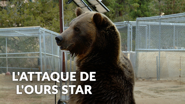 L'attaque de l'ours star