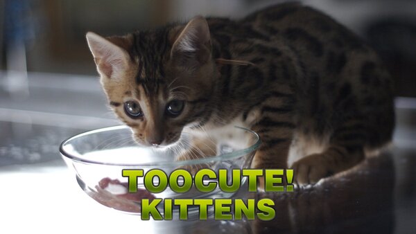 Too Cute! Kittens