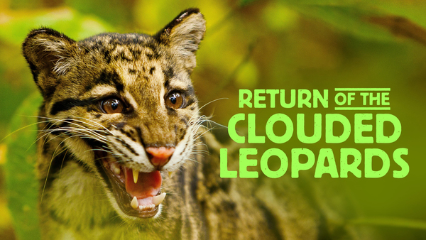 Return of the Clouded Leopards