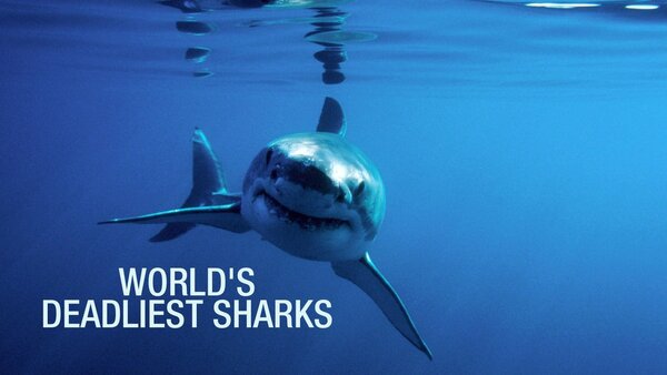 World's Deadliest Sharks