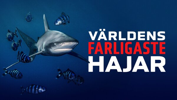 Världens farligaste hajar