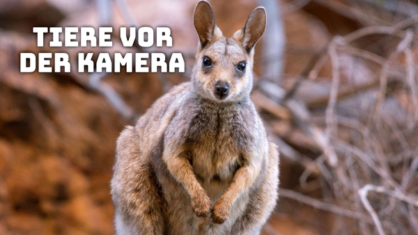 Tiere vor der Kamera