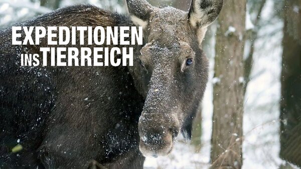 Expeditionen ins Tierreich