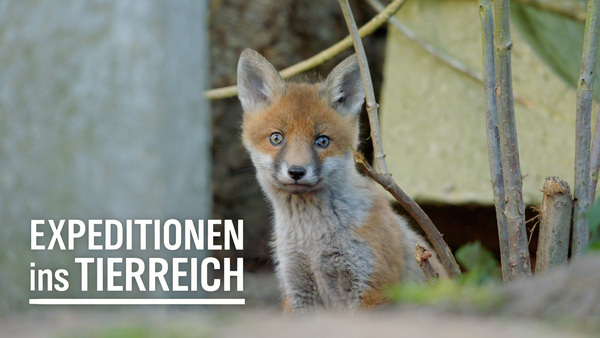 Expeditionen ins Tierreich