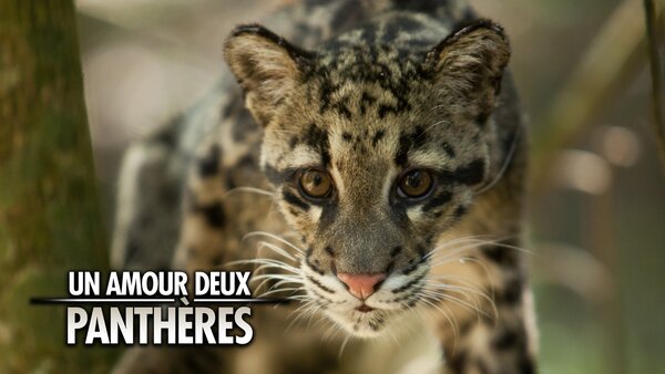 Un amour, deux panthères