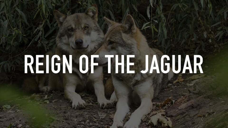 Reign of the Jaguar