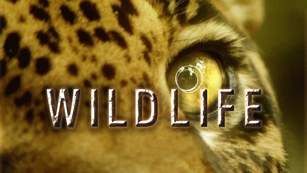 Wildlife