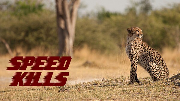 Speed Kills