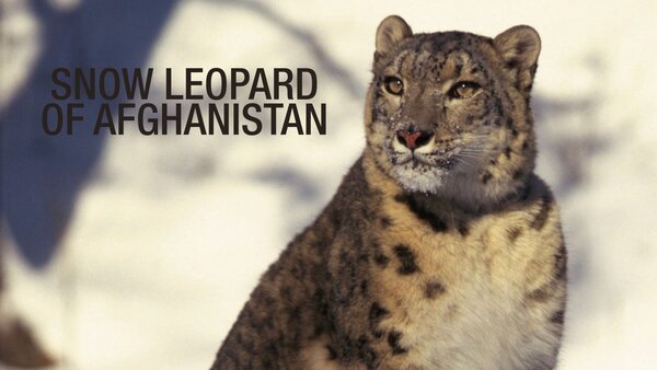 Snow Leopard of Afghanistan